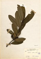 藏品(大頭茶)的圖片